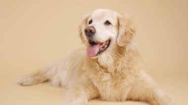 Golden Retriever, tarafsız stüdyo arka planında huzur içinde dinleniyor. Rahatlamış tavır ve dostça ifadeyle nefes nefese.