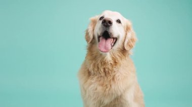 Dost canlısı Golden Retriever ağzı açık gülümseyen, canlı turkuaz stüdyo arka planına karşı güvenle poz veren, saf neşe ve köpek cazibesi saçan