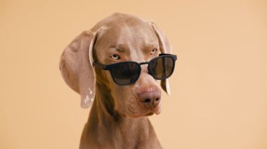 Güzel gözlü, harika siyah güneş gözlüğü takan sevimli Weimaraner köpeği. Saf köpek yavrusu bej bir arka plana bakıyor.