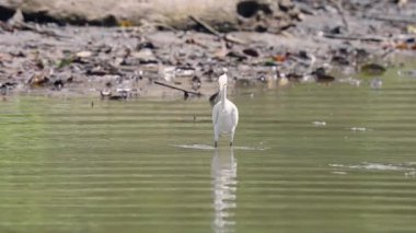 Kosta Rika 'nın Sierpe kentindeki bir mangrov ormanının sakin ve sığ sularında zarif karlı balıkçıl sürüsü yiyecek arıyor.