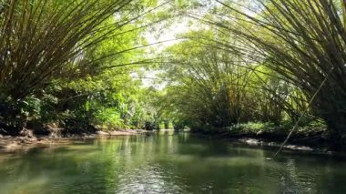 Sierpe nehrinde seyreden bir tekneden çekilen görüntü. Yeşillik yeşil mangrov ormanı bambuyla doğal bir tünel oluşturuyor.