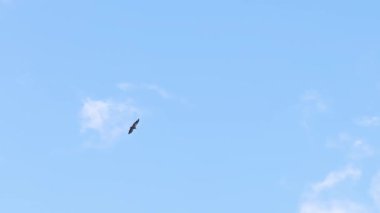 Görkemli griffon akbabası, açık mavi gökyüzünde özgürce uçuyor ve süzülüyor, seyrek beyaz bulutlarla. Vahşi yırtıcı kuş doğal ortamında