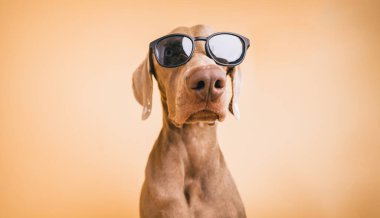 Weimaraner köpeği siyah güneş gözlüğü takıyor. Stüdyo resmi için poz veriyor. Havalı ve komik bir tavır sergiliyor.