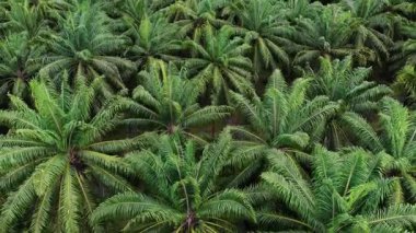 Geniş hava manzarası yavaş yavaş geniş bir palmiye yağı tarlasını ortaya çıkarıyor. Endüstriyel tarım için araziyi kaplayan binlerce yeşil palmiye ağacı
