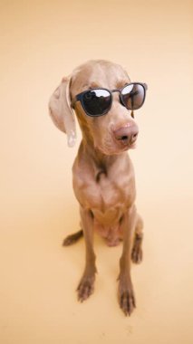 Komik ve havalı Weimaraner köpeği oturuyor ve şık siyah güneş gözlüğü takıyor. Bu saf ve neşeli tavırlı evcil hayvan stüdyoda poz veriyor. Dikey