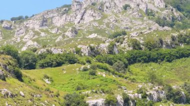 Griffon akbabaları bulutsuz ve güneşli bir günde heybetli ve engebeli çimento dağlarında süzülüyorlar.