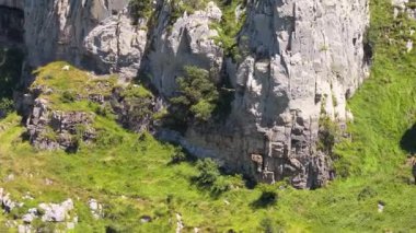 Görkemli griffon akbabası, güneşli bir günde, çimento adasındaki yemyeşil çimlerle kaplı sarp kayalıkların üzerinde süzülüyor.