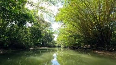 Durgun bir nehirde, yemyeşil mangrov ormanlarından geçen bir tekneden çekilen manzara. Costa Ricas ormanında güneşli bir gün.