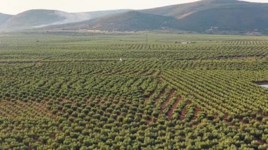 Uçsuz bucaksız zeytin koruluğu, açık bir gökyüzünün altındaki yuvarlanan tepelere doğru uzanıyor. Modern, büyük ölçekli tarımı gösteren simetrik sıra ağaçlar