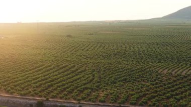 Geniş tarımsal manzara eğri sıralarda dikilmiş ağaçlarla dolu büyük bir zeytin koruluğunu gösteriyor. Sahada uçan hava aracı görüntüleri.