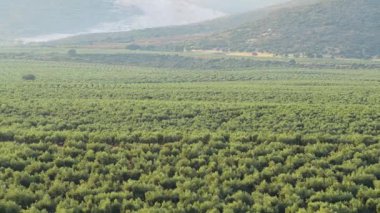 Vadi zemininde uzanan kocaman yeşil zeytin bahçesi. Yuvarlanan tepeler ve puslu dağlar dingin bir tarımsal zemin oluşturuyor.