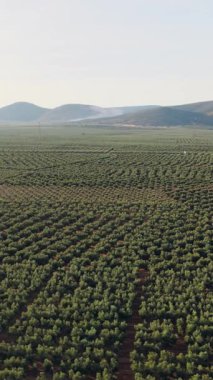Bereketli bir zeytin koruluğunun geniş hava perspektifi uzak dağlara doğru yayılıyor. Zeytin yağı üretimi için güzel bir tarım manzarası. Dikey