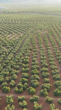 Sıraya dizilmiş zeytin ağaçlarının geniş bir tarlası havadan bakıldığında görülebiliyor. Zeytin yağı üretimi için tarım manzarası. Dikey
