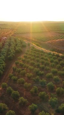 İnsansız hava aracı altın bir günbatımında güzel bir zeytinliğin üzerinde uçuyor. Sıcak ışık kırsalda huzurlu ve huzurlu bir atmosfer yaratıyor. Dikey