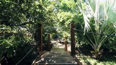 Güneşli bir günde, yemyeşil, tropik orman bitkileriyle çevrili küçük tahta bir köprüde yürüyen ilk kişi.