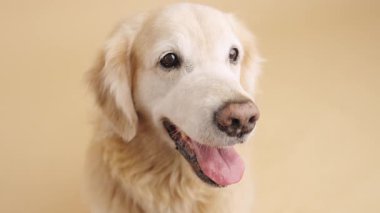 Dost canlısı Golden Retriever 'ın dili dışarı fırlamış, sıcak bir rahatlama anında tarafsız bej stüdyo arka planına karşı duruyor.