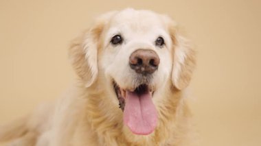 Golden retriever 'ın dili dışarı fırlamış, sakin ve mutlu bir şekilde stüdyo ortamında soluk soluğa kalan, tarafsız bej arka planda, dost canlısı köpek portresi sergiliyor.
