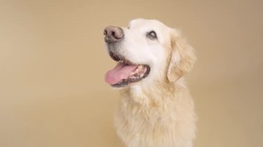 Golden Retriever 'ın sunduğu neşeli ifade, temiz arka planda, dili dışarı sarkık, dost canlısı köpek cazibesi yayıyor.