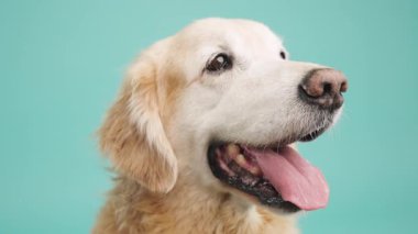 Altın av köpeği soluk soluğa, canlı turkuaz arka planda duruyor, dost canlısı köpek ifadesi ve altın palto sergiliyor.