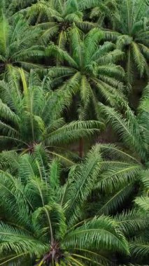 İnsansız hava aracı geniş bir palmiye yağı tarlasının üzerinde uçarken, uzak dağlara doğru uzanan ağaçların yoğun gölgesini ortaya çıkarıyor. Dikey görüntüler