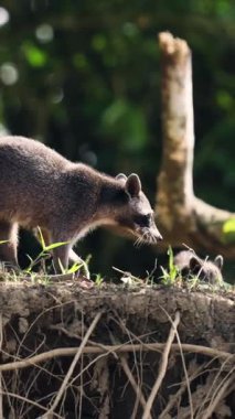 Yengeç yiyen rakun, procyon cancrivorus, annesi yavrusuyla çamurlu bir nehir kıyısında yürüyor Costa rica 'da onu yakından takip ediyor.
