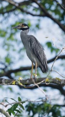Kosta Rika Ormanı 'ndaki bir ağaç dalına tünemiş sarı balıkçıl tacı doğal yaşam alanını gözlemliyor.