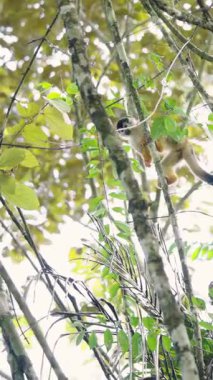 Sierpe, Kosta Rika 'da yemyeşil bir tropikal mangrov ormanında tuhaf bir Orta Amerika sincap maymunu tırmanıyor ve dalların arasından atlıyor.