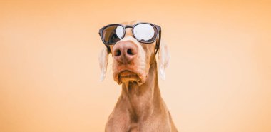 Weimaraner köpeği şık, koyu güneş gözlüğü takıyor ve turuncu bir arka planda kameraya bakarak mizah yaratıyor.