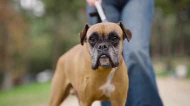 Şirin kahverengi boksör köpeği. Parkta sahibinin yanında yürüyor. Geçmişi bulanık.
