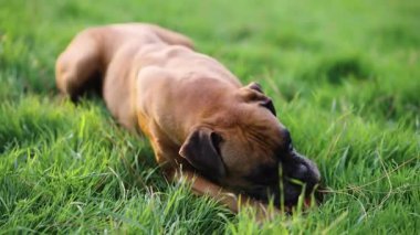 Şirin kahverengi boksör köpeği yeşil bir tarlada güneşli bir yaz gününde tahta bir sopa çiğniyor.