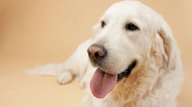 Golden Retriever köpeği dinleniyor, profille yüzleşiyor, sıcak bir arka planda sadakat ve arkadaşlık gösteriyor.