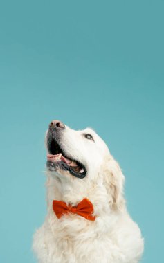 Mutlu köpek stüdyoda dikilirken yukarı bakıyor. Evcil hayvan zarif bir papyonla neşe ve sadakat ifade ediyor.