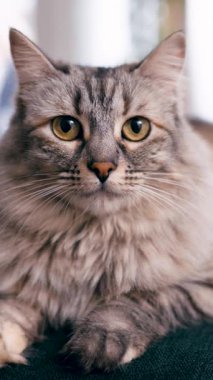 Güzel, tüylü, gri bir tekir kedinin portresi. Şirin evcil hayvan yere uzanmış, merakla kameraya bakıyor. Dikey