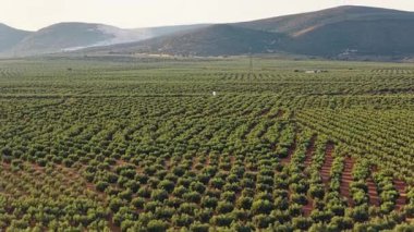 Mükemmel hizalanmış ağaçlarla dolu geniş bir zeytin koruluğunun hava perspektifi manzarada desenler yaratıyor ve arka planda dağlar