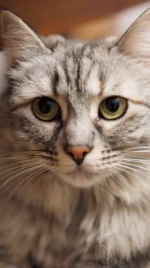 Gri gözlü, güzel yeşil gözlü meraklı bir evcil kediye aşırı yakın. Yumuşak Sibirya safkan kedi yavrusu ciddi ciddi bakıyor.