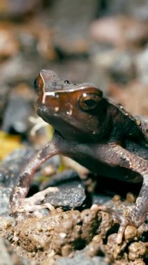 Doğal ortamında ibikli bir kurbağanın makro görüntüsü. Küçük amfibi Kosta Rika yağmur ormanlarının çamurlu zemininde oturuyor. Dikey