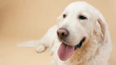 Yaşlı Golden Retriever bej bir arka planda dinleniyor. Güzel safkan köpek dili dışarıda nefes nefese, mutlu ve hoşnut görünüyor.