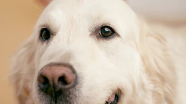 Golden Retriever 'ların sevimli yüzüne yakın çekim. Güzel, sakin evcil hayvan yerde yatıyor, göz kırpıyor ve etrafa bakıyor.