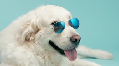 Sevimli Golden Retriever dinlenirken şık güneş gözlüğü takıyor. Mutlu yaşlı evcil hayvan sağlam bir turkuaz arka planda yatıyor.