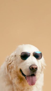 Sevimli ve komik yaşlı Golden Retriever köpeği havalı güneş gözlüğü takıyor. Mutlu evcil hayvan bej arka planda nefes nefese ve gülümsüyor. Dikey