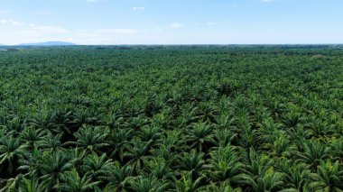 Yukarıdan bakıldığında, geniş tarım arazisi kullanımı ve potansiyel çevresel etkileri gösteren palmiye yağı tarımı