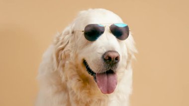 Havacı güneş gözlüğü takan tüylü Golden Retriever köpeğinin komik portresi. Kameraya dili açık poz veren sevimli bir hayvan.