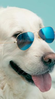 Son sınıf Golden Retriever köpeği şık mavi güneş gözlüğü takıyor ve dili dışarıda nefes nefese. Kameraya poz veren havalı bir hayvan. Dikey