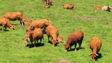 Kahverengi limuzin inekleri ve baldırları canlı yeşil bir çayırda huzur içinde otluyor. Sığırlar güneşli bir arazide ot yiyorlar.