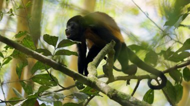 Mantolu uluyan maymun doğal ortamını Sierpe Mangrove Ormanı, Kosta Rika 'daki yeşil yaprakların arasına çağırıyor.