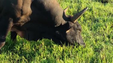 Güneşli yeşil bir alanda otlayan güçlü boynuzlu bir boğanın yakın görüntüsü. Çiftlik hayvanları, tarım ve kırsal yaşam kavramı