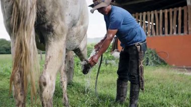 Şapkalı Latin seyis, beyaz atları dikkatlice temizliyor. Çiftlikteki çimenli bir ağılda hortumla kirli toynaklarını yıkıyor.