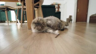 Sevimli, uzun saçlı Sibirya kedisi parlak, modern bir oturma odasının zemininde ayakkabı bağıyla şakalaşıyor ve yuvarlanıyor.