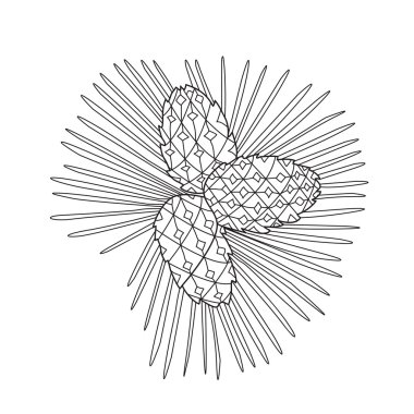 Zentangle the Baikal pinecones for adult anti stress Coloring Pa