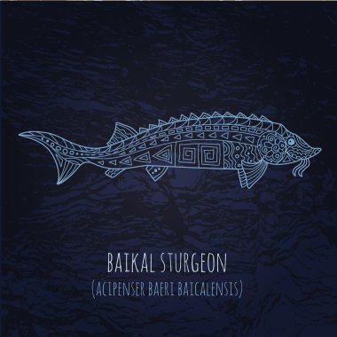 Baikal sturgeon illustration in doodle style. Vector monochrome  clipart